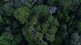 Obra mostra importância da Amazônia e de mais 4 florestas para o clima