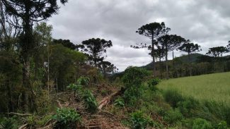 Desmatamento na Mata Atlântica cai 59% no acumulado do ano até agosto