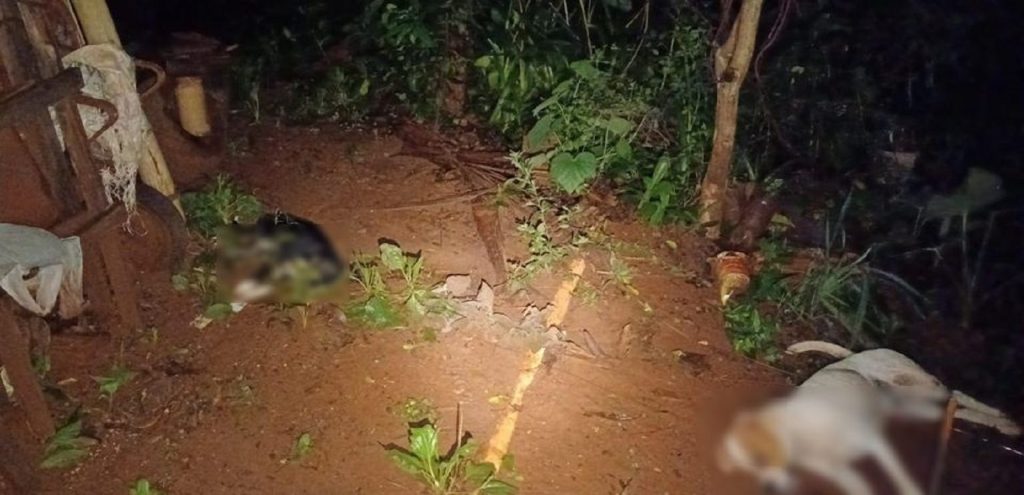 Idoso instala cerca elétrica na altura do chão, mata cães e caso vai parar na delegacia