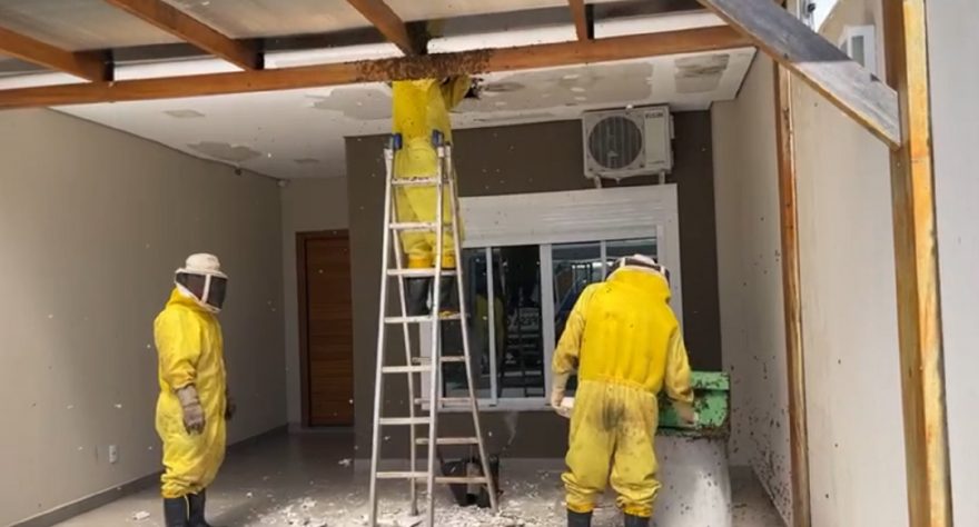 Enxame de abelhas é removido pela Defesa Civil no Morumbi