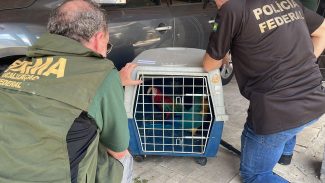 PF e IBAMA apreendem aves compradas ilegalmente no Rio de Janeiro