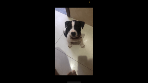 Cachorro Outback desapareceu no bairro Cascavel Velho Imagem referente a Cachorro Outback desapareceu no bairro Cascavel Velho
