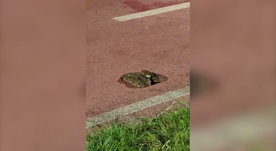 Durante caminhada, morador do Santa Cruz encontra cobra cascavel no Ecopark Oeste
