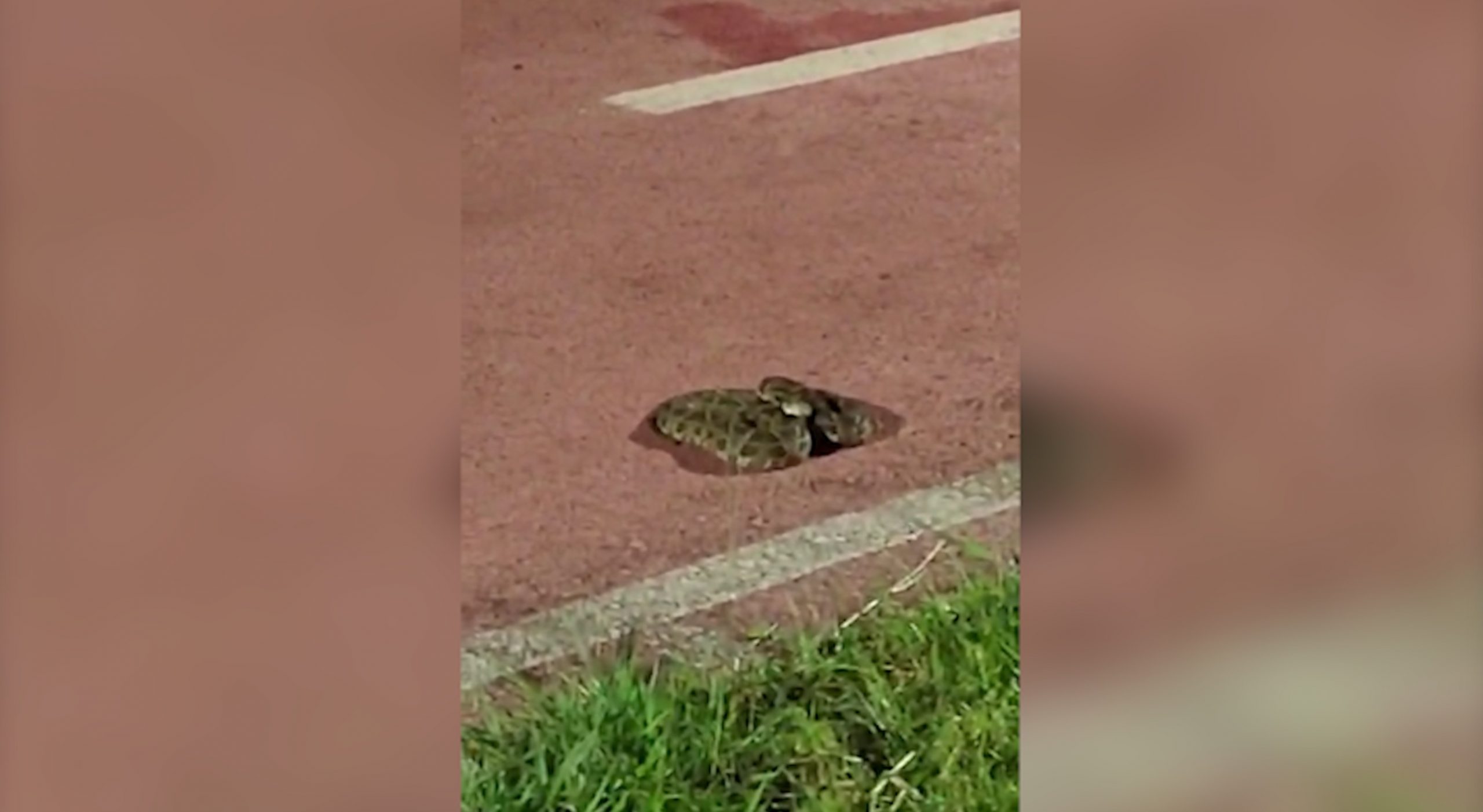 Vídeo: Durante caminhada, morador se depara com cobra cascavel no
