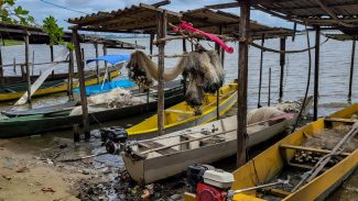 Peixe na água e rede vazia: desastre da Braskem atinge pescadores