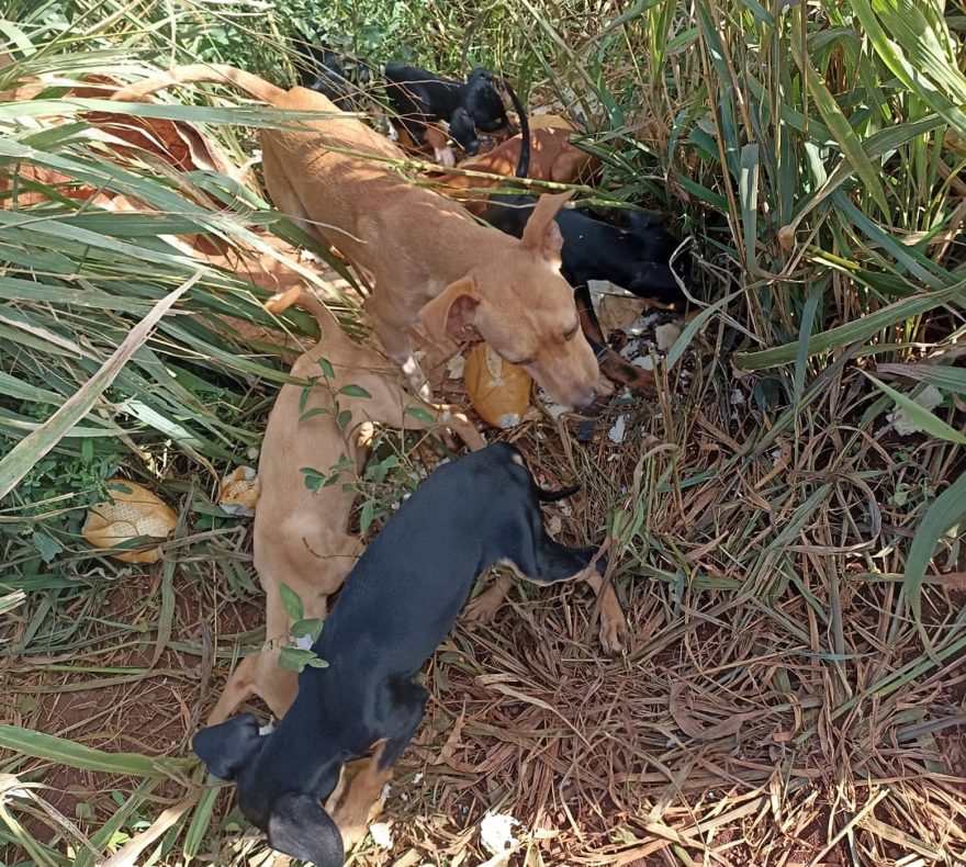 Família de cachorros é abandonada na Estrada Rio da Paz