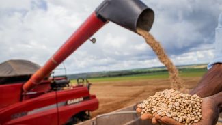 Conab: produção de grãos deve atingir 312 milhões de toneladas