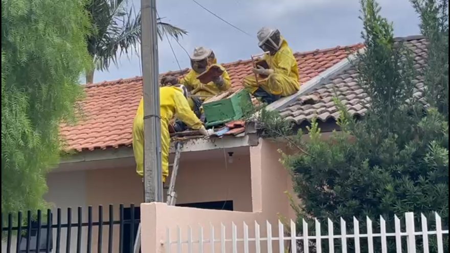 Defesa Civil realiza retirada de enxame de abelhas no Santa Felicidade