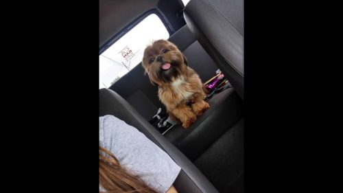 Cachorro Todynho desapareceu no bairro Brasília Imagem referente a Cachorro Todynho desapareceu no bairro Brasília