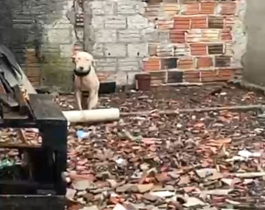Internauta denuncia maus-tratos a cachorro no Cascavel Velho