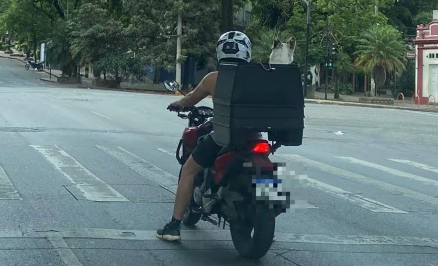 Encãomenda: motociclista é flagrado passeando com cachorro em caixa de encomendas