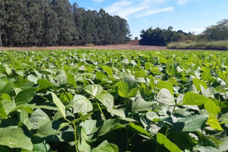IDR-Paraná lança nesta terça-feira nova cultivar de feijão em Pato Branco