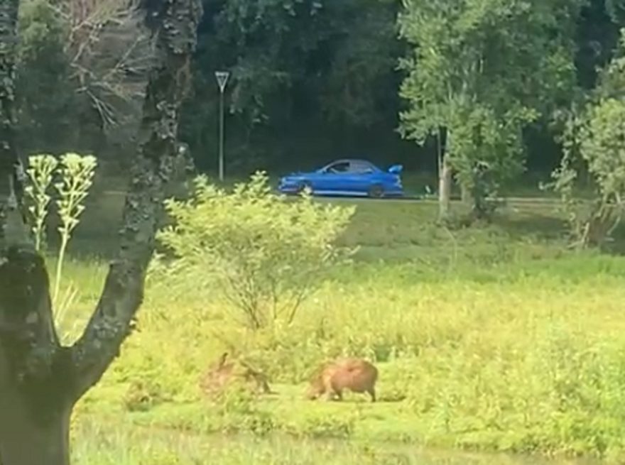 Subaru passeia tranquilamente entre capivaras no Lago Municipal