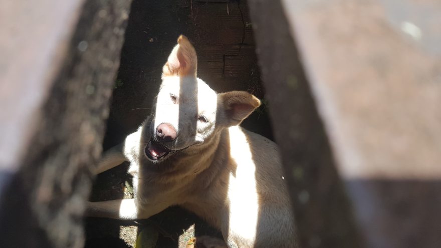 Cadela fica presa em bueiro e precisa ser socorrida pelo Corpo de Bombeiros