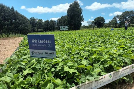 IDR-Paraná apresenta a produtores e técnicos sua 41ª cultivar de feijão, a IPR Cardeal