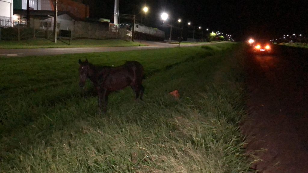 Cavalo solto próximo à rodovia BR-277 causa perigo a condutores em Cascavel