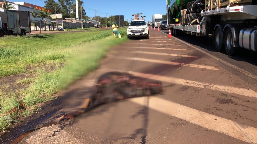 DER providencia retirada de corpo de cavalo que morreu atropelado na BR-277