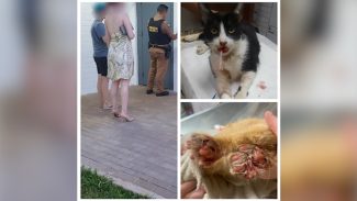 Após gatos serem internados, dona de hotel para felinos é detida no Parque Verde