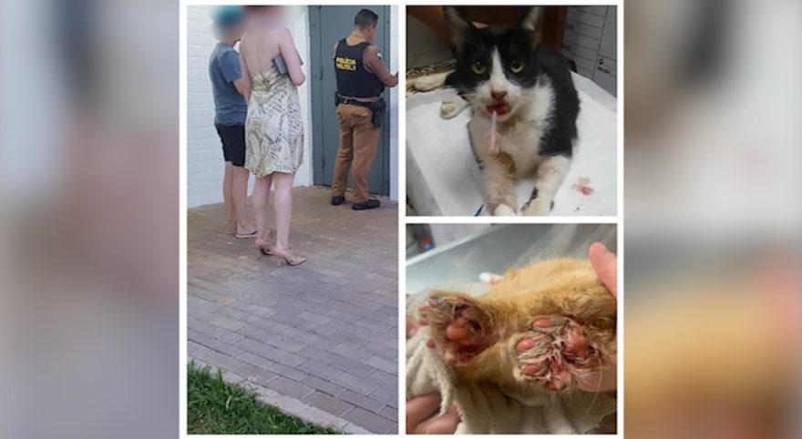 Após gatos serem internados, dona de hotel para felinos é detida no Parque Verde