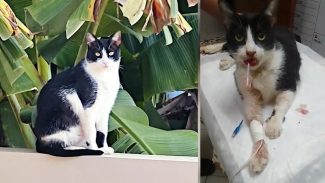 Gato Pitu morre após não resistir aos ferimentos provocado por maus tratos em hotel para felinos