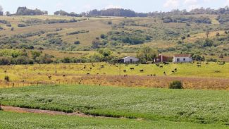 Pampa é ameaçado com rápido desaparecimento da fauna e flora