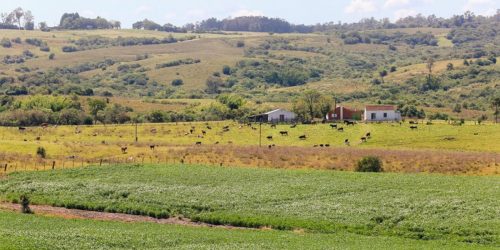 Imagem referente a Pampa é ameaçado com rápido desaparecimento da fauna e flora