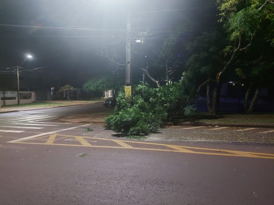 Galho de árvore cai e bloqueia parte da via na Rua Jequitibá