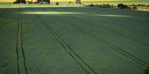 Imagem referente a Agricultura vai querer voltar para mercado de carbono, diz Haddad