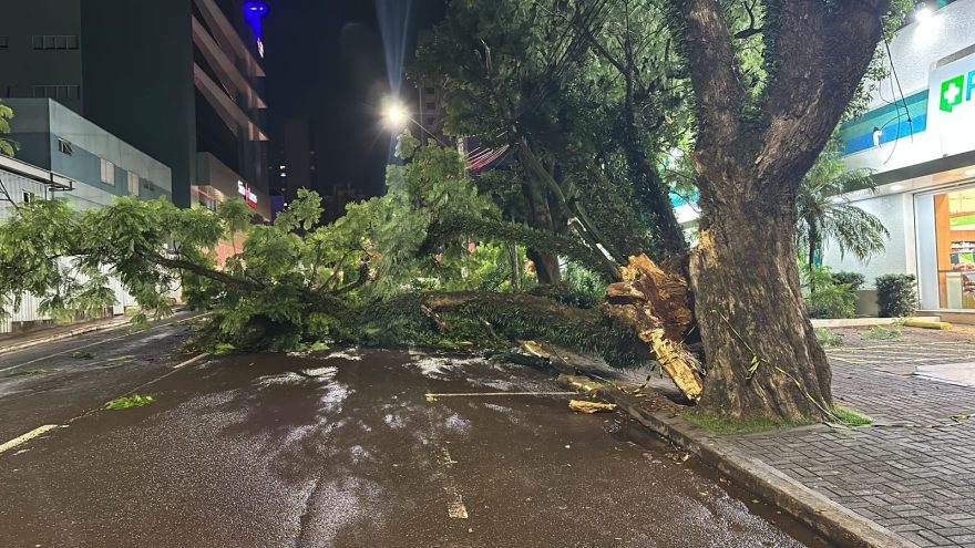 Árvore de grande porte cai e interdita a Rua Mato Grosso no Centro