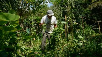 Quilombo no Rio integra o Programa de Aquisição de Alimentos