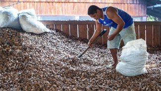 Embrapa: castanha impulsiona desenvolvimento sustentável na Amazônia