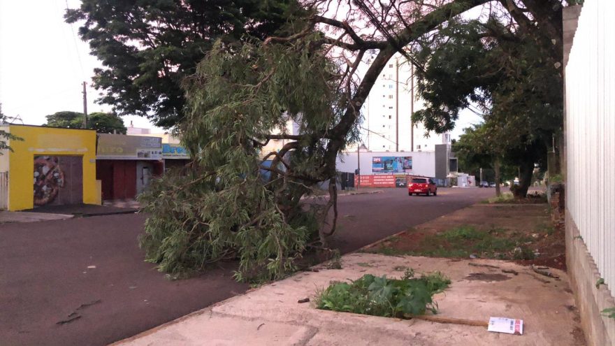Árvore cai sobre a rede de energia no Centro e deixa via bloqueada