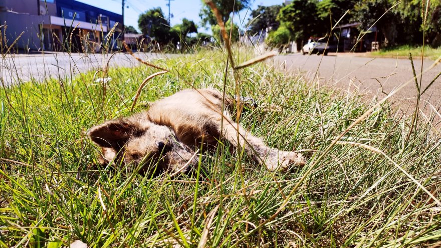 Cachorro morre atropelado na rua Olindo Periolo
