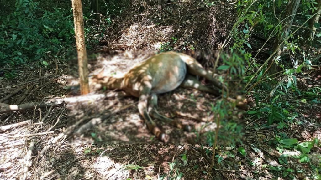 Potranca é furtada, estuprada e morta por enforcamento em Toledo