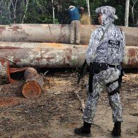 Imagem referente a Governo prorroga atuação da Força Nacional na Amazônia Legal