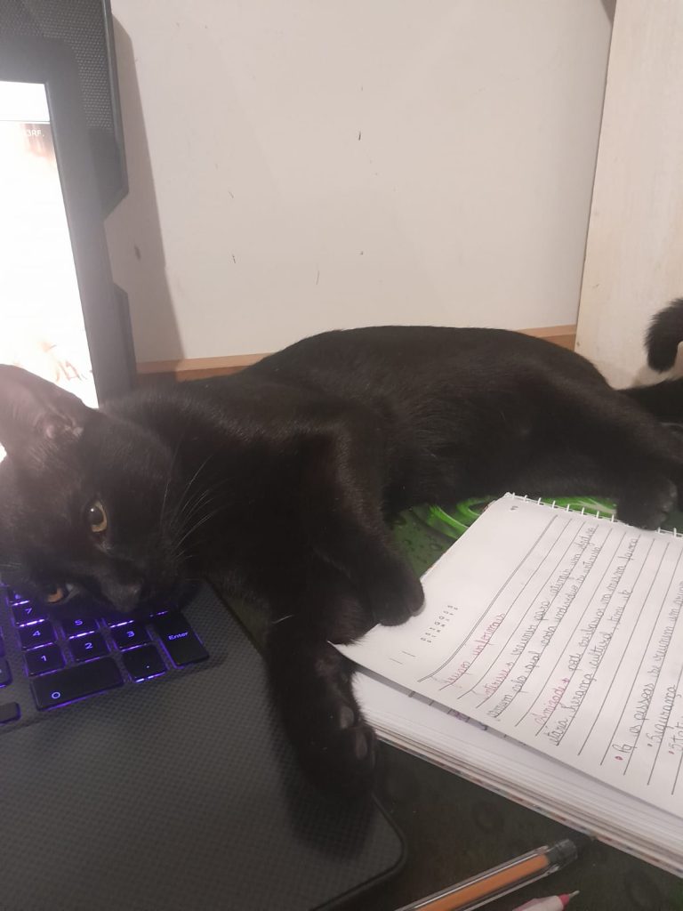 Gato Artois desapareceu no bairro Santo Inácio