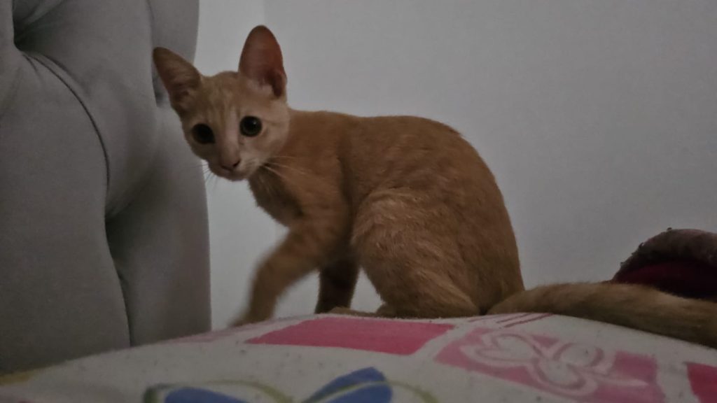 Gato Galego desapareceu no Bairro Jardim Veneza