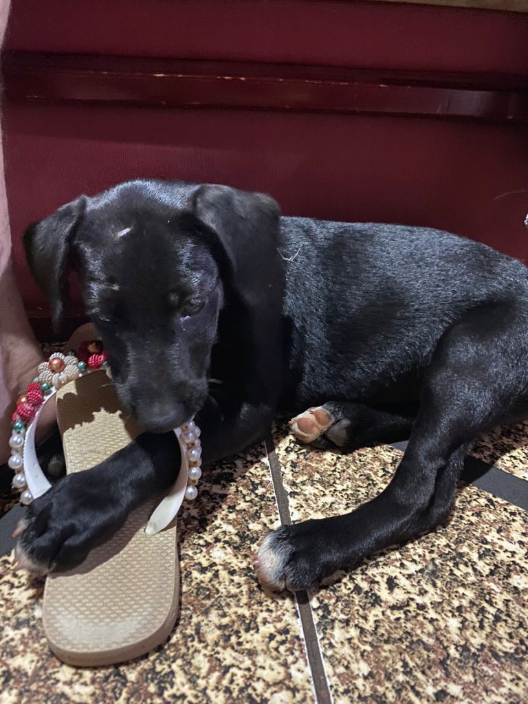 Cachorrinha é encontrada no bairro Floresta
