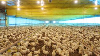 Defesa agropecuária do Paraná teve ano marcado pelo combate ao vírus da Influenza Aviária