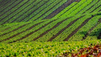 Com 3,9 mil agricultores certificados, Paraná lidera produção orgânica do Brasil
