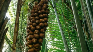 Quebradeiras de babaçu melhoram produção, mas convivem com ameaças