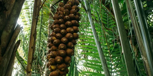 Imagem referente a Quebradeiras de babaçu melhoram produção, mas convivem com ameaças