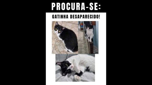 Gata Docinho desapareceu no bairro Pioneiros Catarinenses Imagem referente a Gata Docinho desapareceu no bairro Pioneiros Catarinenses