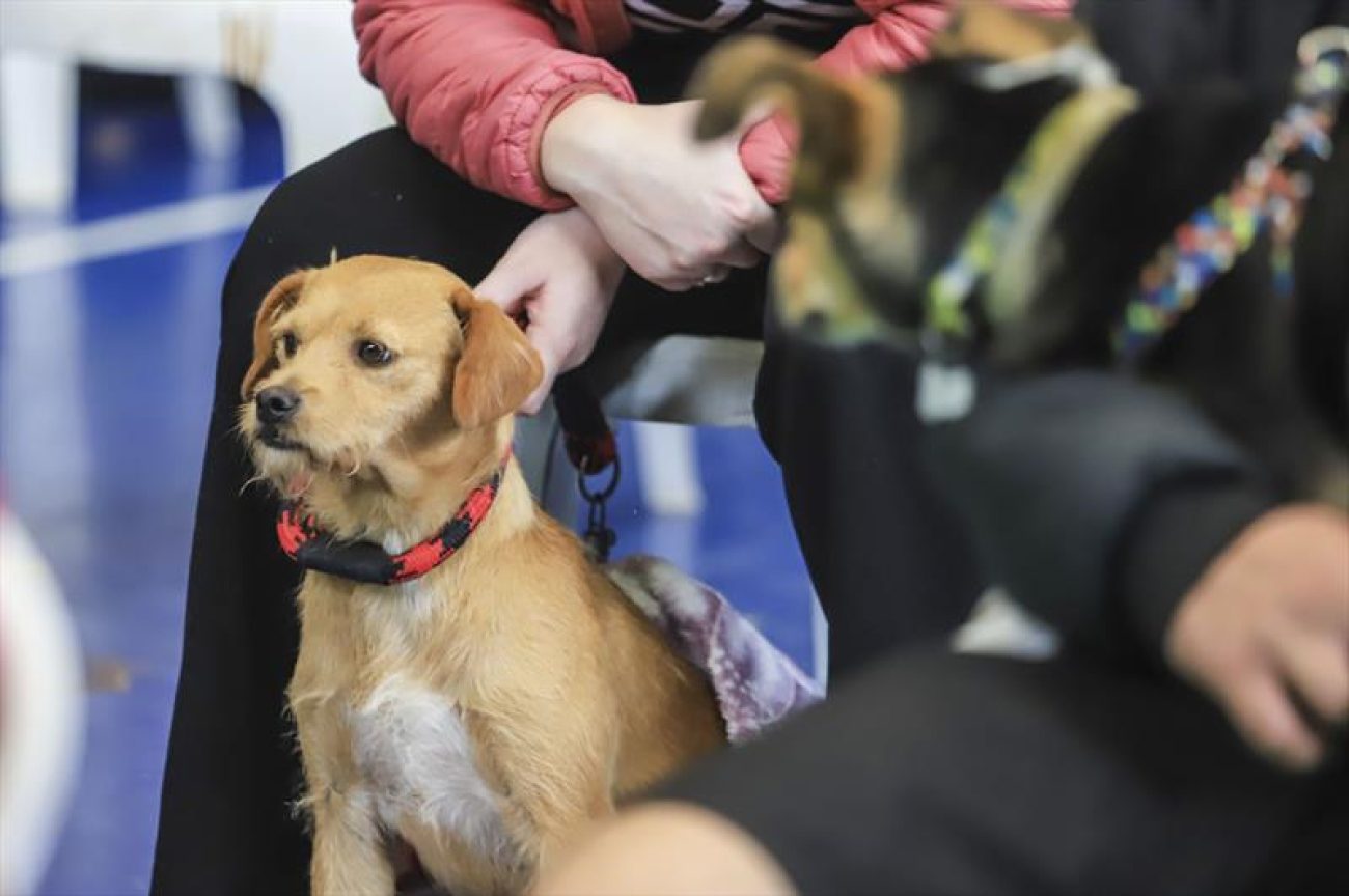 Prefeitura de Curitiba abre agendamentos para castrações gratuitas de cães e gatos em janeiro Imagem referente a Prefeitura de Curitiba abre agendamentos para castrações gratuitas de cães e gatos em janeiro