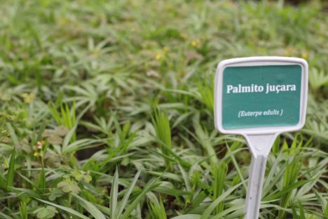 Aplicativo para solicitar mudas de plantas produzidas pelo IAT chega à App Store 