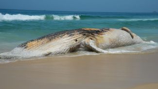 ICMBio lança guia de eutanásia em mamíferos aquáticos encalhados