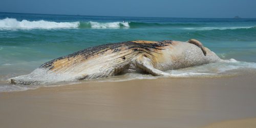 Imagem referente a ICMBio lança guia de eutanásia em mamíferos aquáticos encalhados