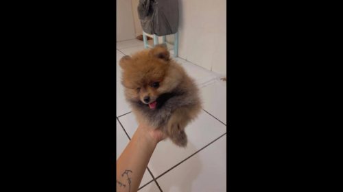 Cachorro OZZY desapareceu no bairro Santa Felicidade Imagem referente a Cachorro OZZY desapareceu no bairro Santa Felicidade