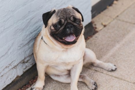 Primo picareta: Após sequestrar cachorro da família exige recompensa Imagem referente a Primo picareta: Após sequestrar cachorro da família exige recompensa