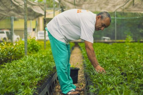 IAT promove atividade ambiental gratuita em “fábrica de restinga” do Litoral do Paraná